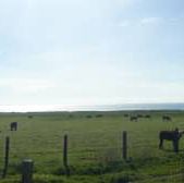 Discover the Splendid View of 17 miles drive at California