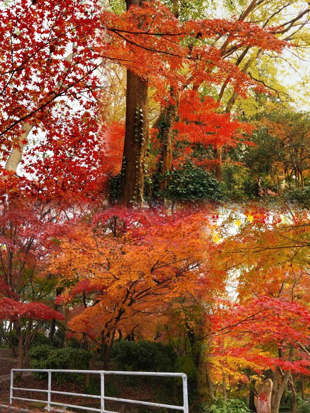 南京｜邂逅絕美中山植物園，一秒沉醉楓之盛宴