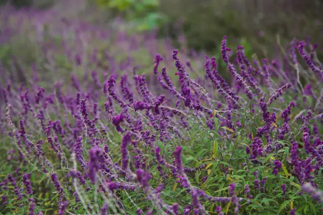 구이저우 첸둥난의 보물 같은 "정원", 꼭 저장하세요