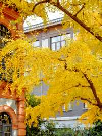 上海市區小眾百年銀杏同框百年建築附攻略