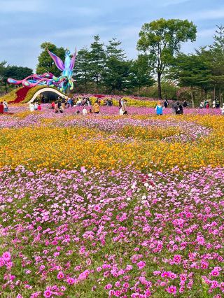 30주년 국화 전시회!! 현장이 정말 대단해요