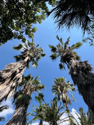 This is Botswana, a one-day tour of the botanical garden~