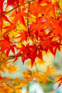 不是京都是武漢今年的楓葉真的紅了