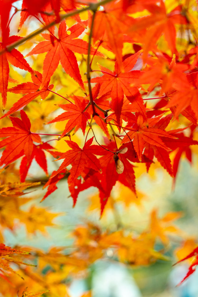 不是京都是武漢今年的楓葉真的紅了