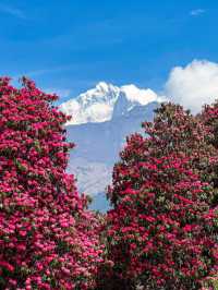 尼泊爾春天就是漫山的高山杜鵑加雪山。