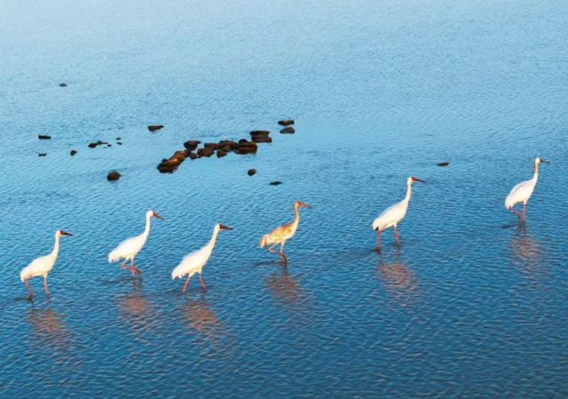 上饒·鄱陽湖國家濕地公園：自然的盛宴