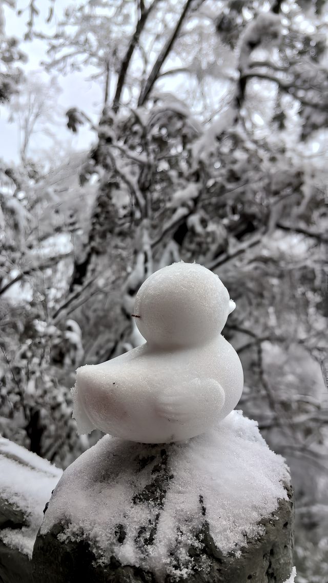 賞雪光霧山，邂逅夢幻冬景