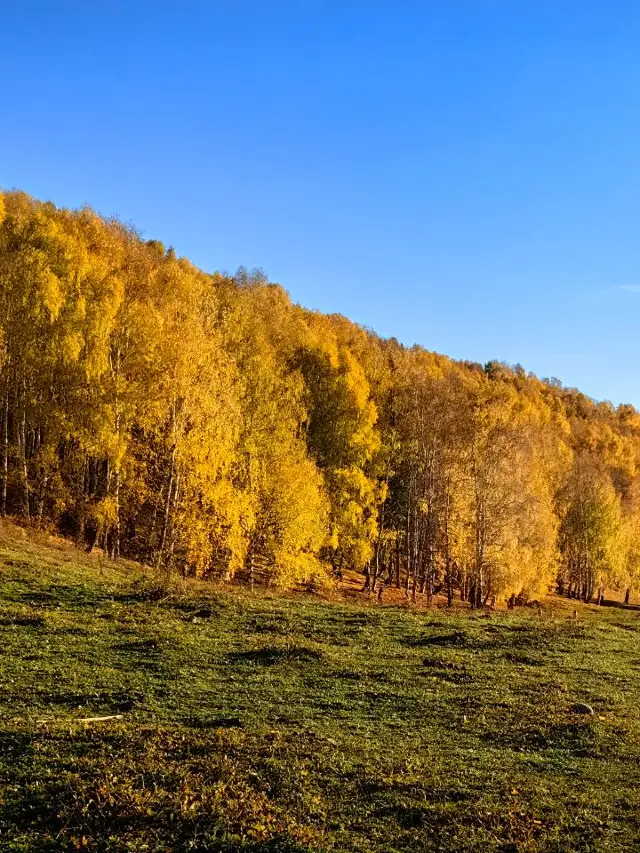 Great Skiing Destinations for the New Year: Urumqi and Kanas in Xinjiang