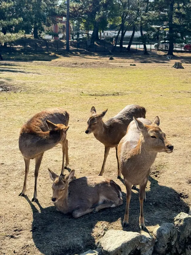 6-Day Japan Trip: A Hot Spring Journey from Morning to Night