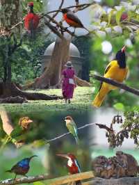 Common Animals in the Royal Botanical Gardens of Kandy