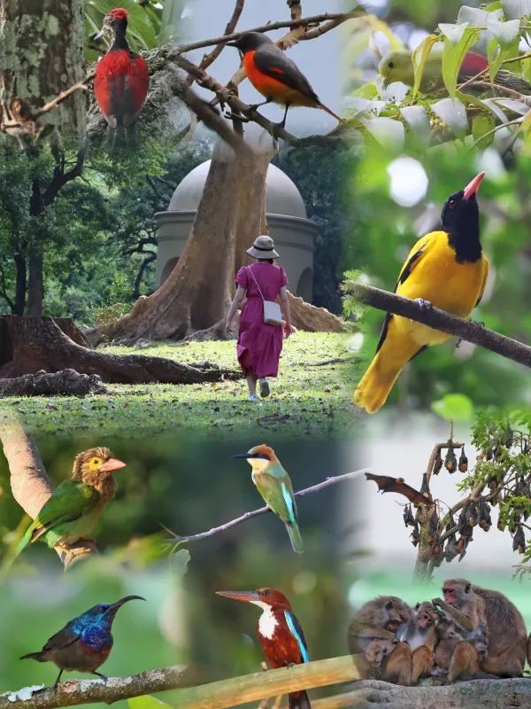 Common Animals in the Royal Botanical Gardens of Kandy