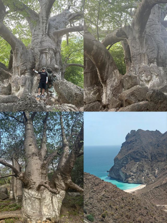 塞拉萊：沙漠與海洋交織的夢幻國度