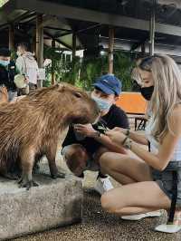 新加坡四大動物園保姆級遊玩路線