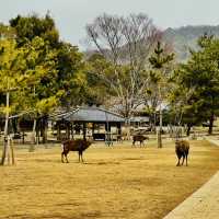 大阪周邊@奈良公園看小鹿哦😝😝