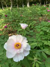 市內公園賞花小攻略