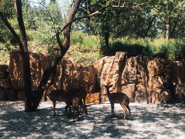 北京野生動物園帶娃攻略，一天玩回票價