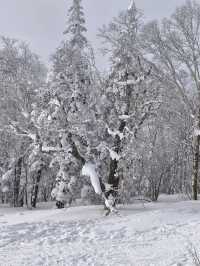 哈爾濱-雪鄉-長白山7日滑雪之旅超詳細攻略