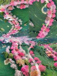 福建驚現現實版莫奈花園,美到失語!