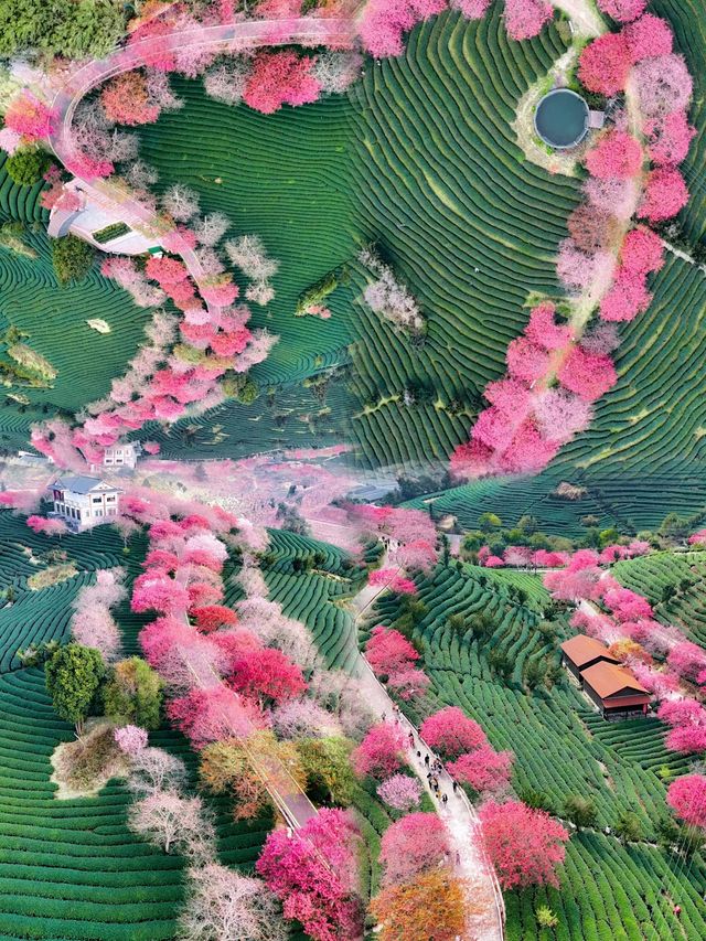 福建驚現現實版莫奈花園,美到失語! 福建驚現現實版莫奈花園,美到失語!