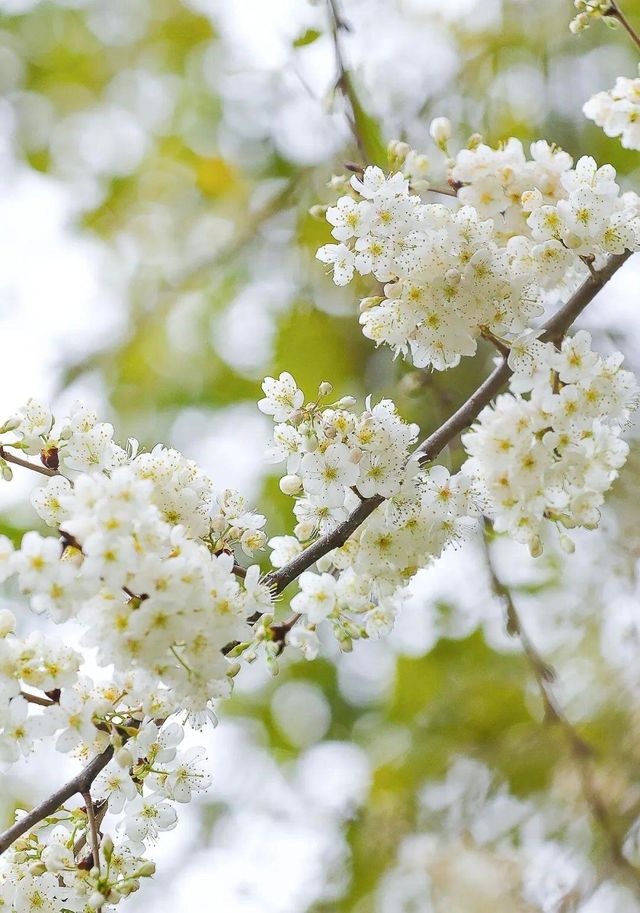 龜山公園的櫻花