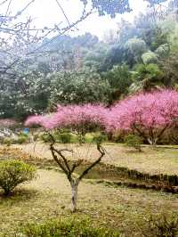 麗水南明山梅園，我與梅花兩白頭