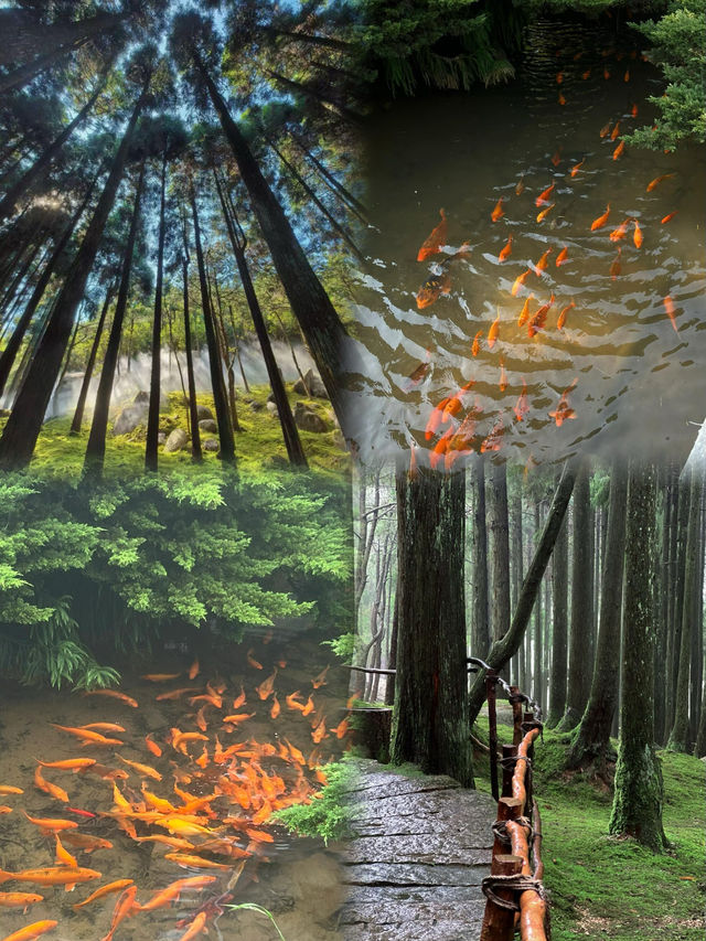 玉蒼山吸氧指南 上班不如上山