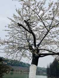 長沙 | 湖南省植物園賞花指南