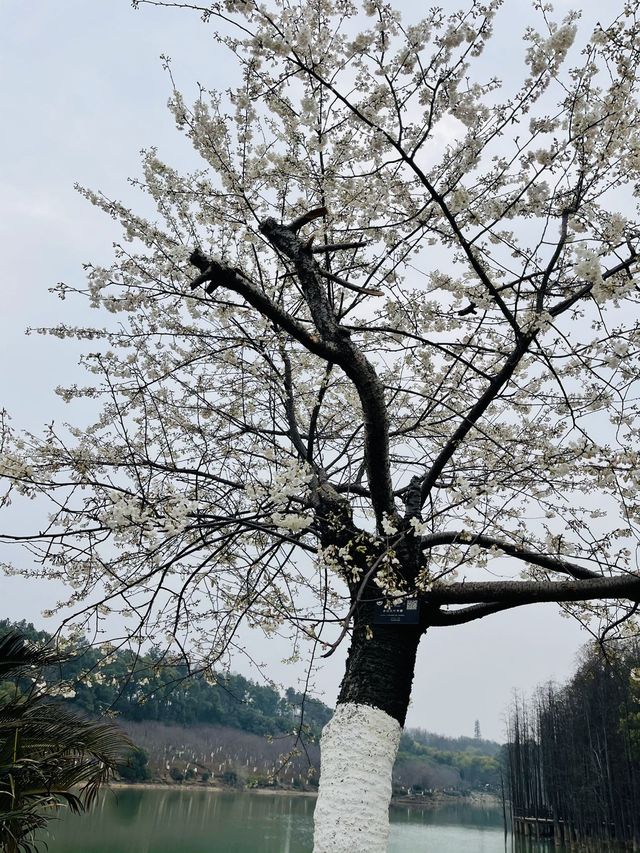 長沙 | 湖南省植物園賞花指南