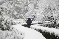 春雪銀裝素裹，宛如畫卷。