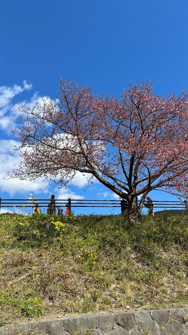 2025伊豆河津櫻賞花旅行攻略（交通看點）