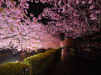 河津夜櫻の粉色暴擊！2025早春限定の發光櫻花
