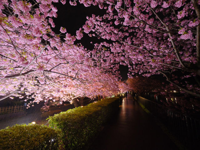 河津夜櫻の粉色暴擊！2025早春限定の發光櫻花
