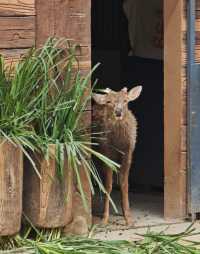 廣州動物園20元的快樂