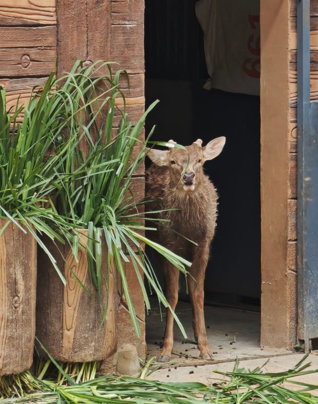 廣州動物園20元的快樂