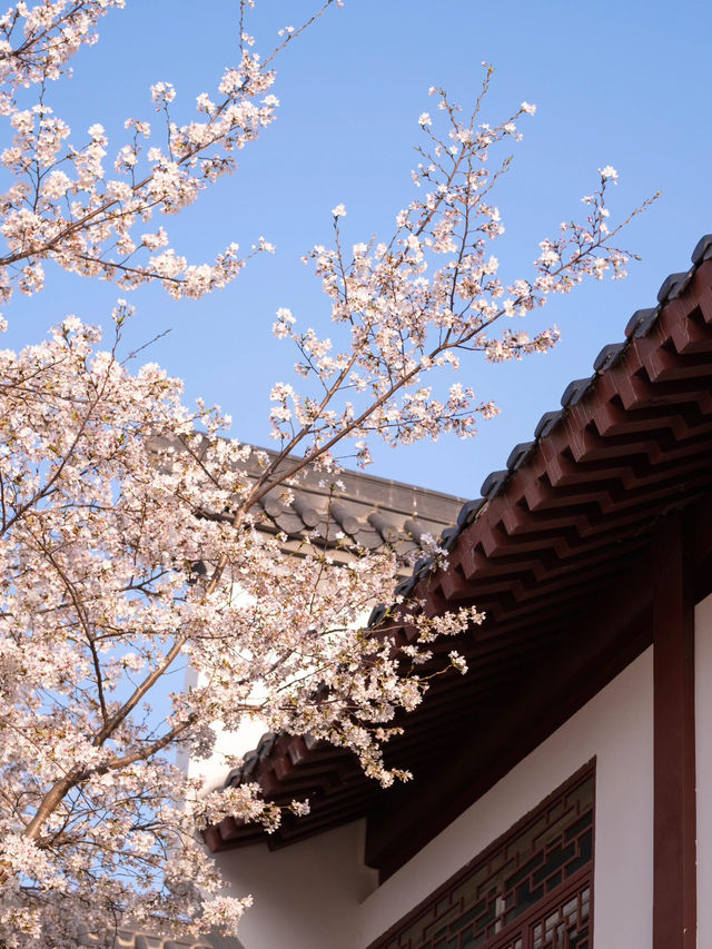 武漢堤角公園櫻花🌸高性價比賞櫻勝地