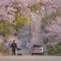 🌸2025福岡賞櫻攻略 | 本地人的私藏推介✨
