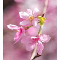 🌸🌸香港春日限定 | 東涌櫻花園🌸
