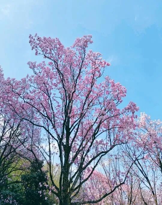 辛夷花花期即將來臨賞花攻略收好