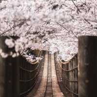🌸 不做櫻花難民！日本小眾賞櫻攻略來襲