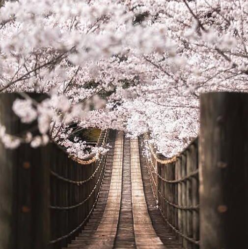 🌸 不做櫻花難民！日本小眾賞櫻攻略來襲
