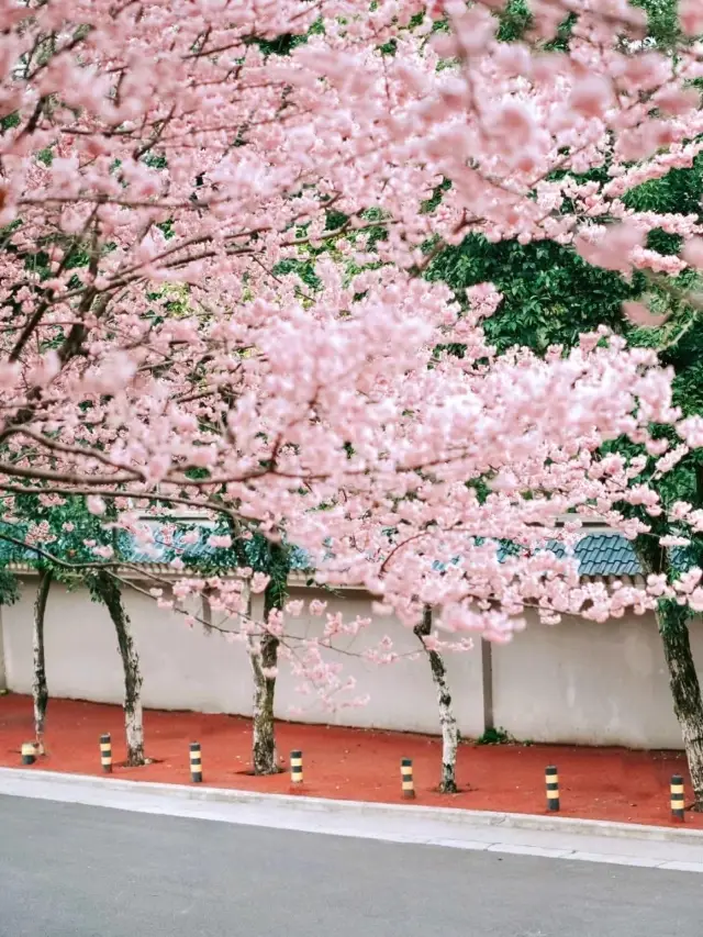 2025 Wuhan University Cherry Blossom Season | The Ultimate Cherry Blossom Viewing Guide