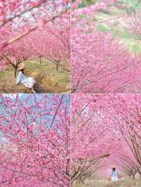 杭州春日避開人潮 5個小眾絕美賞花地