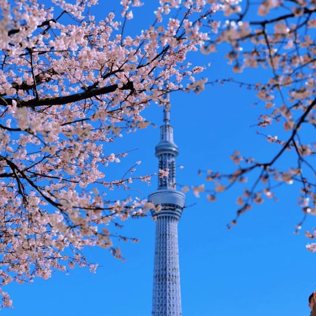 被隅田公園的櫻花美到失語🌸 東京賞櫻天花板