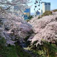 🌸新山公園 𓅹‬𓂃˒