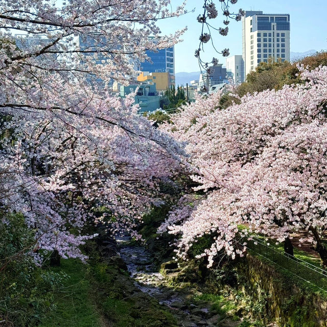 🌸新山公園 𓅹‬𓂃˒