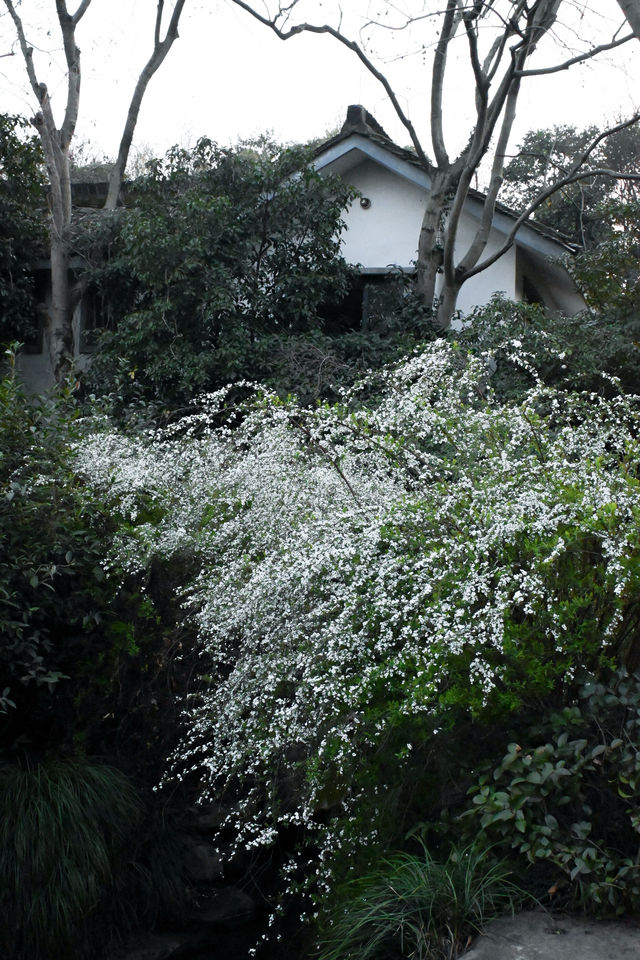 杭州的雪柳開啦