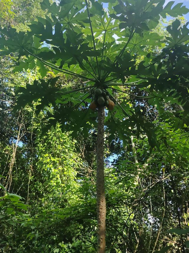 西雙版納親子遊 超實用攻略必收藏