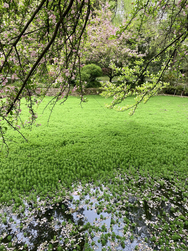 救命呀！成都呢個公園已經被花海包圍咗