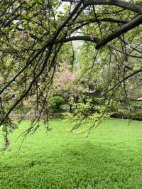 救命呀！成都呢個公園已經被花海包圍咗