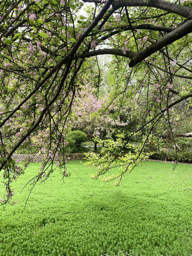 救命呀！成都呢個公園已經被花海包圍咗